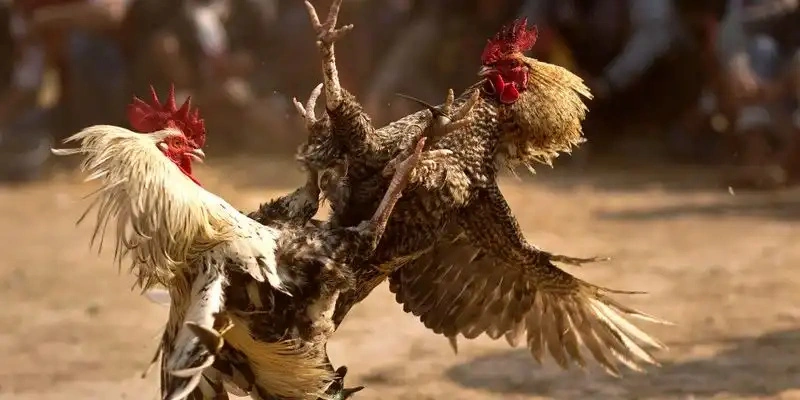 Đá Gà QH88 – Sân Chơi Thỏa Mãn Đam Mê Máu Lửa