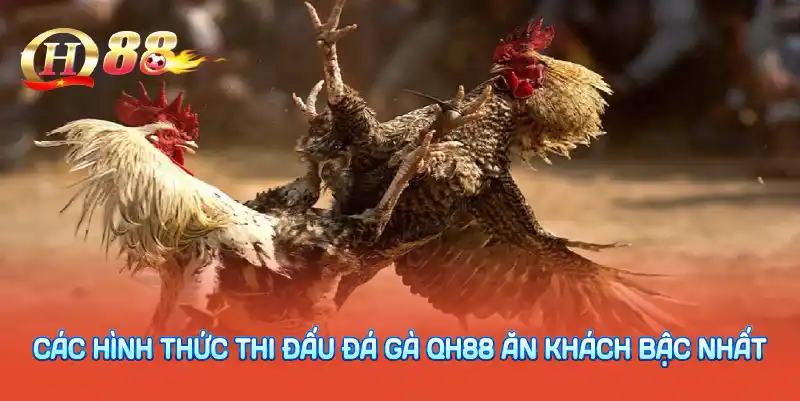 Các hình thức thi đấu đá gà QH88 ăn khách bậc nhất