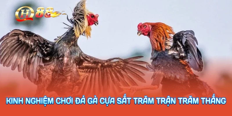 Kinh nghiệm chơi đá gà cựa sắt trăm trận trăm thắng