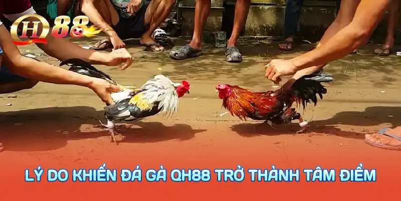 Lý do khiến đá gà QH88 trở thành tâm điểm