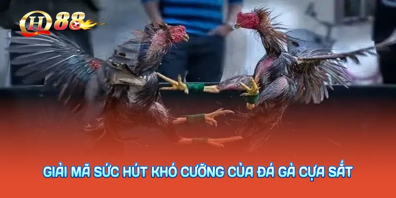 Giải mã sức hút khó cưỡng của đá gà cựa sắt
