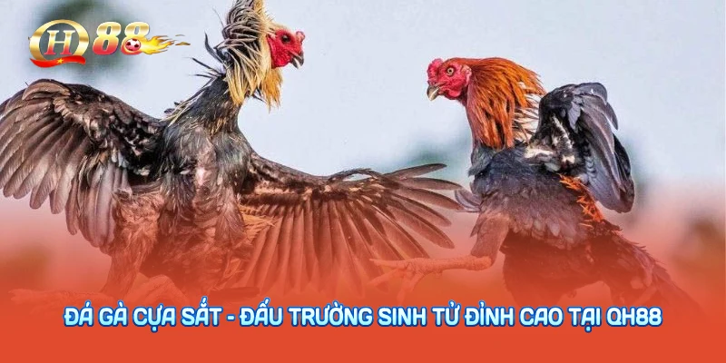 Đá Gà Cựa Sắt – Đấu Trường Sinh Tử Đỉnh Cao Tại QH88